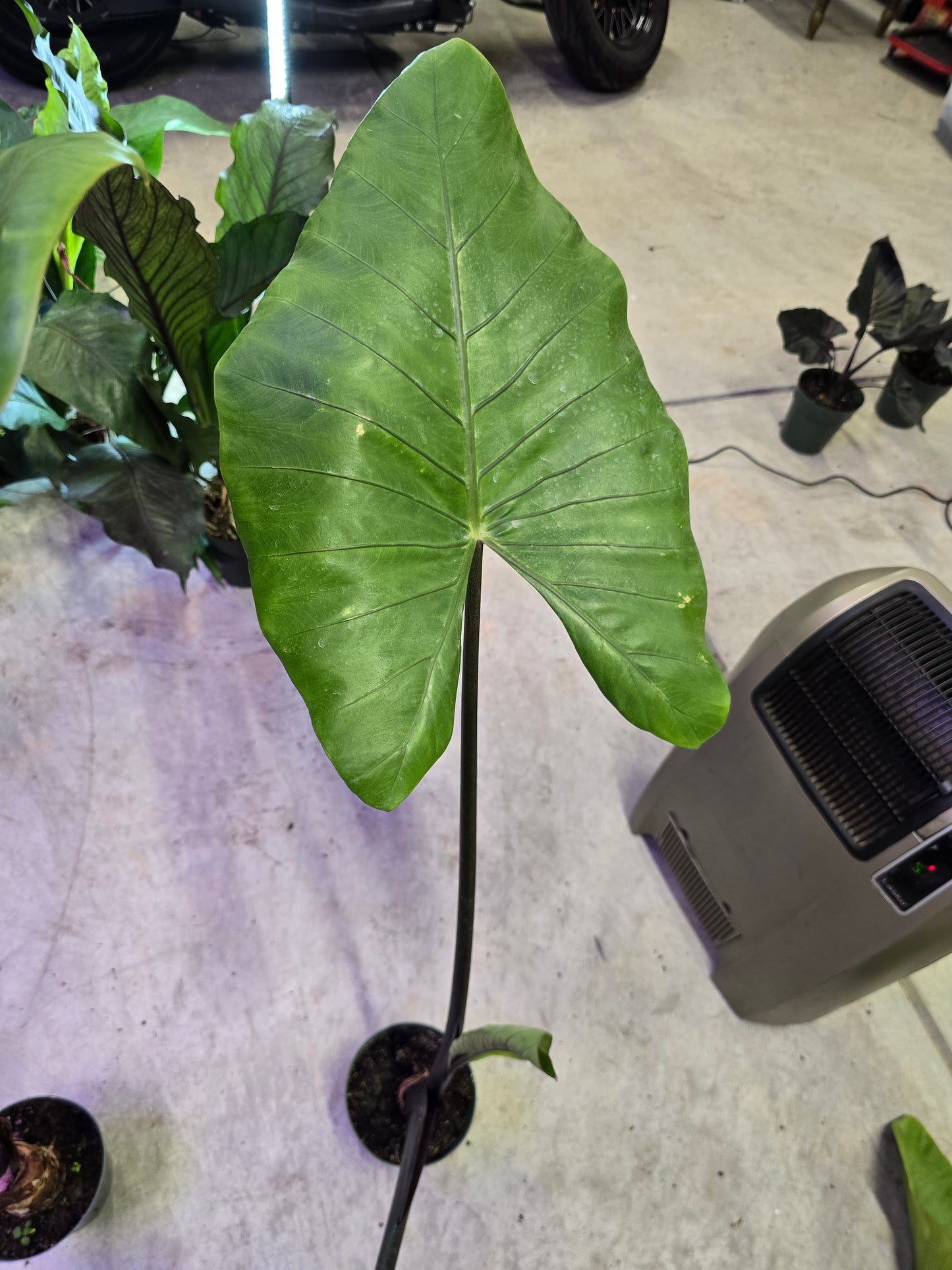 6" Alocasia Black Stem - Not Pet Friendly - Pick Your Plant Option - Live Indoor Plant