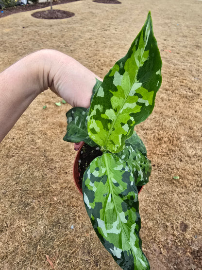 Aglaonema Pictum Tricolor 4"  - Not Pet Friendly - Pick Your Plant Option - Live Indoor Plant