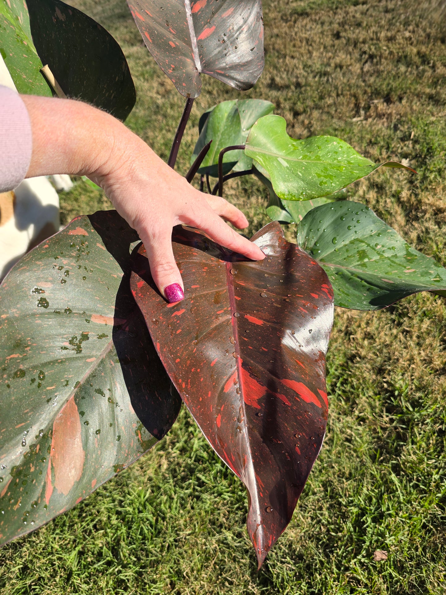 6" Philodendron Orange Princess - Not Pet Friendly - Pick Your Plant Option - Live Indoor Plant