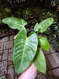 6" Anthurium Veitchii King - Not Pet Friendly - Pick Your Plant Option - Live Indoor Plant