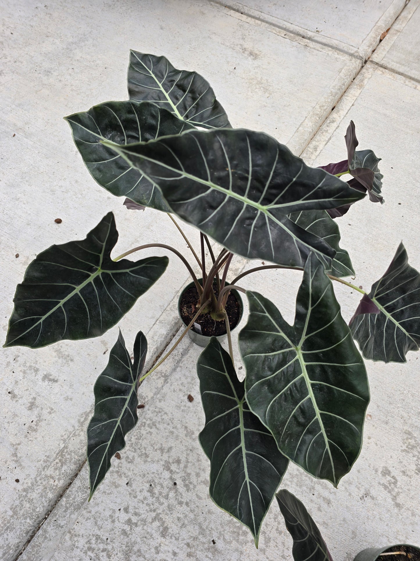 6" Alocasia Dragon's Tooth - Not Pet Friendly - Pick Your Plant Option - Live Indoor Plant