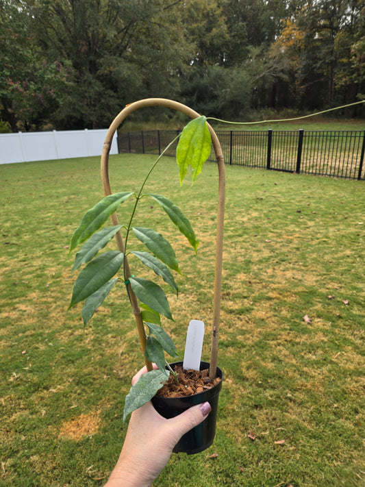 4" Hoya Wallichii w/Trellis - Pet Friendly - Pick Your Plant Option - Live Indoor Plant