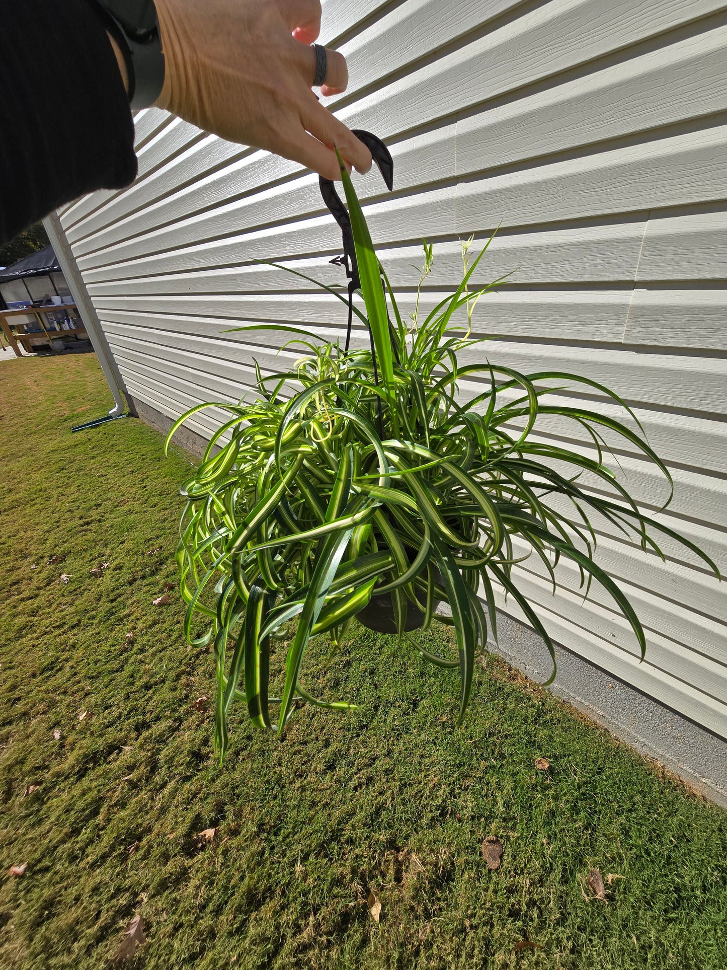 8" Spider Plant Curly Hanging Basket - Pet Friendly - Pick Your Plant Option - Live Indoor Plant