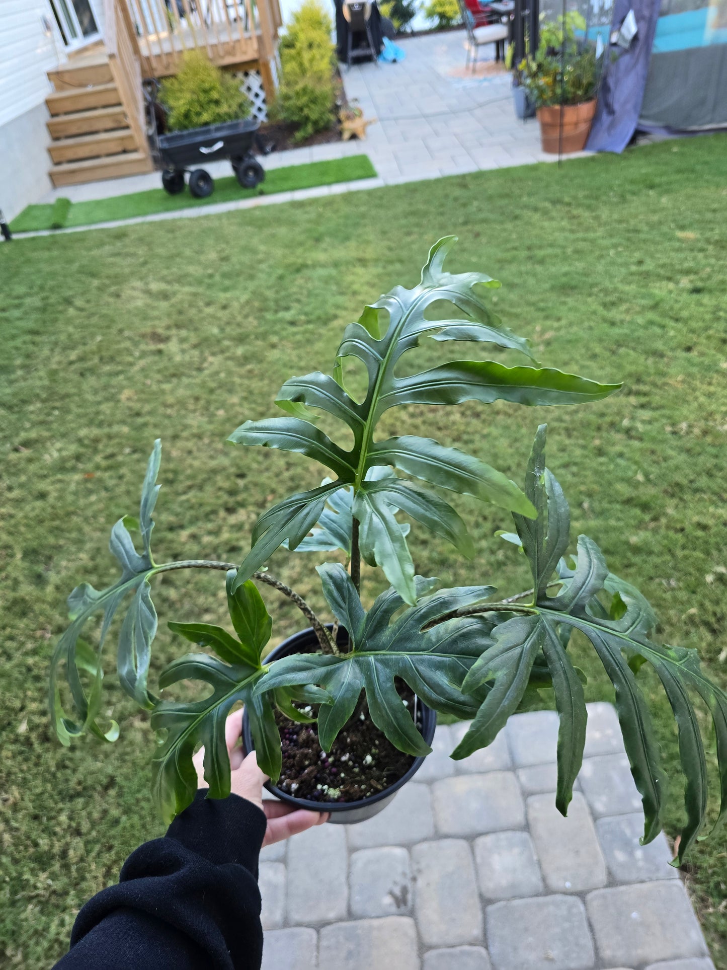 6" Alocasia Brancifolia - Not Pet Friendly - Pick Your Plant Option - Live Indoor Plant