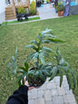 6" Alocasia Brancifolia - Not Pet Friendly - Pick Your Plant Option - Live Indoor Plant