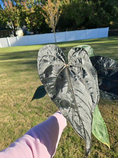 6" Anthurium Queen of Hearts - Not Pet Friendly - Pick Your Plant Option - Live Indoor Plant