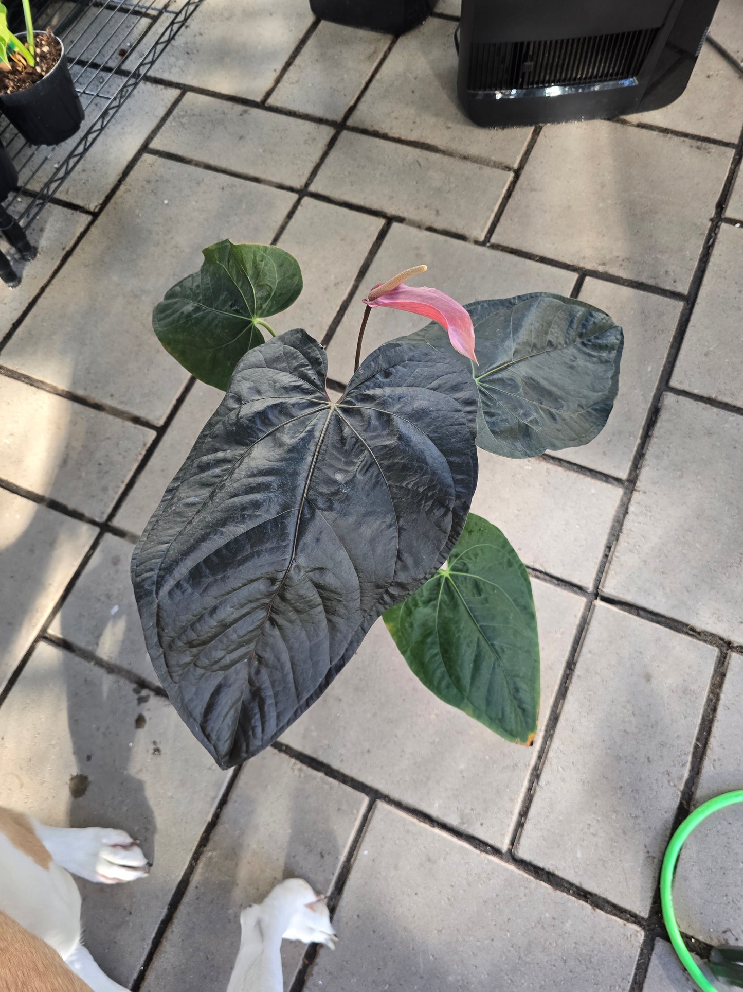 6" Anthurium Queen of Hearts - Not Pet Friendly - Pick Your Plant Option - Live Indoor Plant