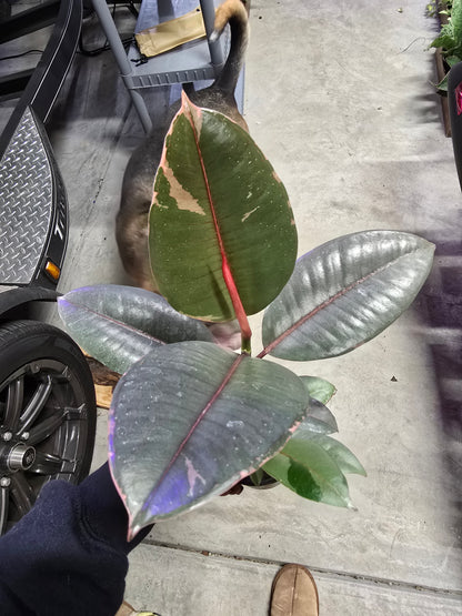 4" Ficus Rubber Ruby - Not Pet Friendly - Pick Your Plant Option - Live Indoor Plant