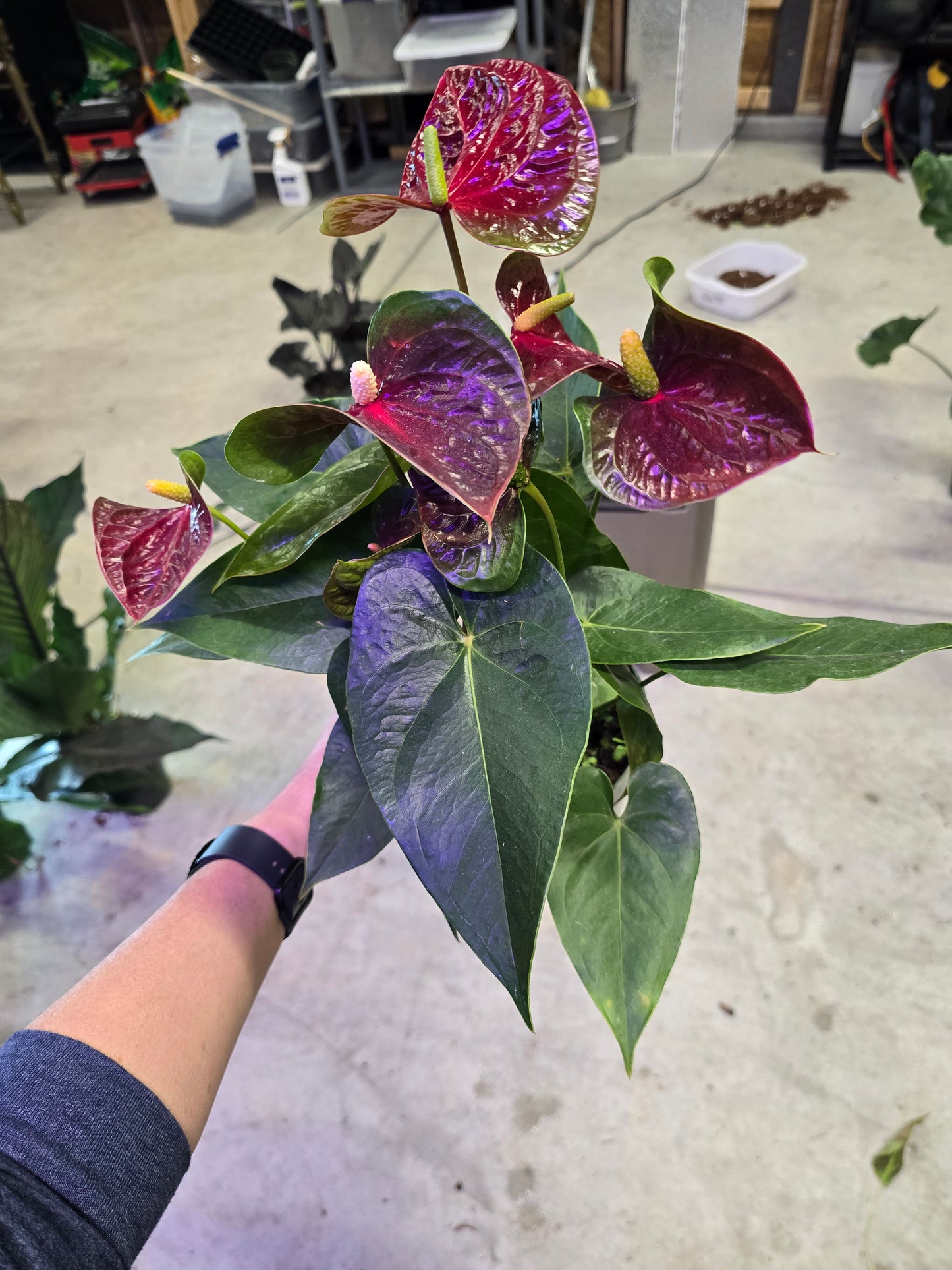 6" Anthurium Aramon - Not Pet Friendly - Pick Your Plant Option - Live Indoor Plant