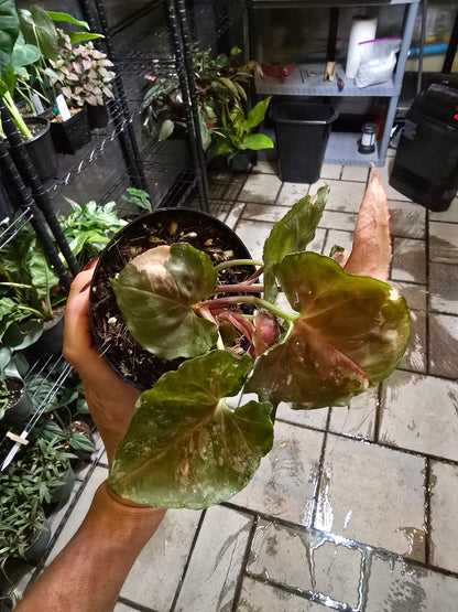 4" Syngonium Strawberry Ice - Not Pet Friendly - Pick Your Plant Option - Live Indoor Plant