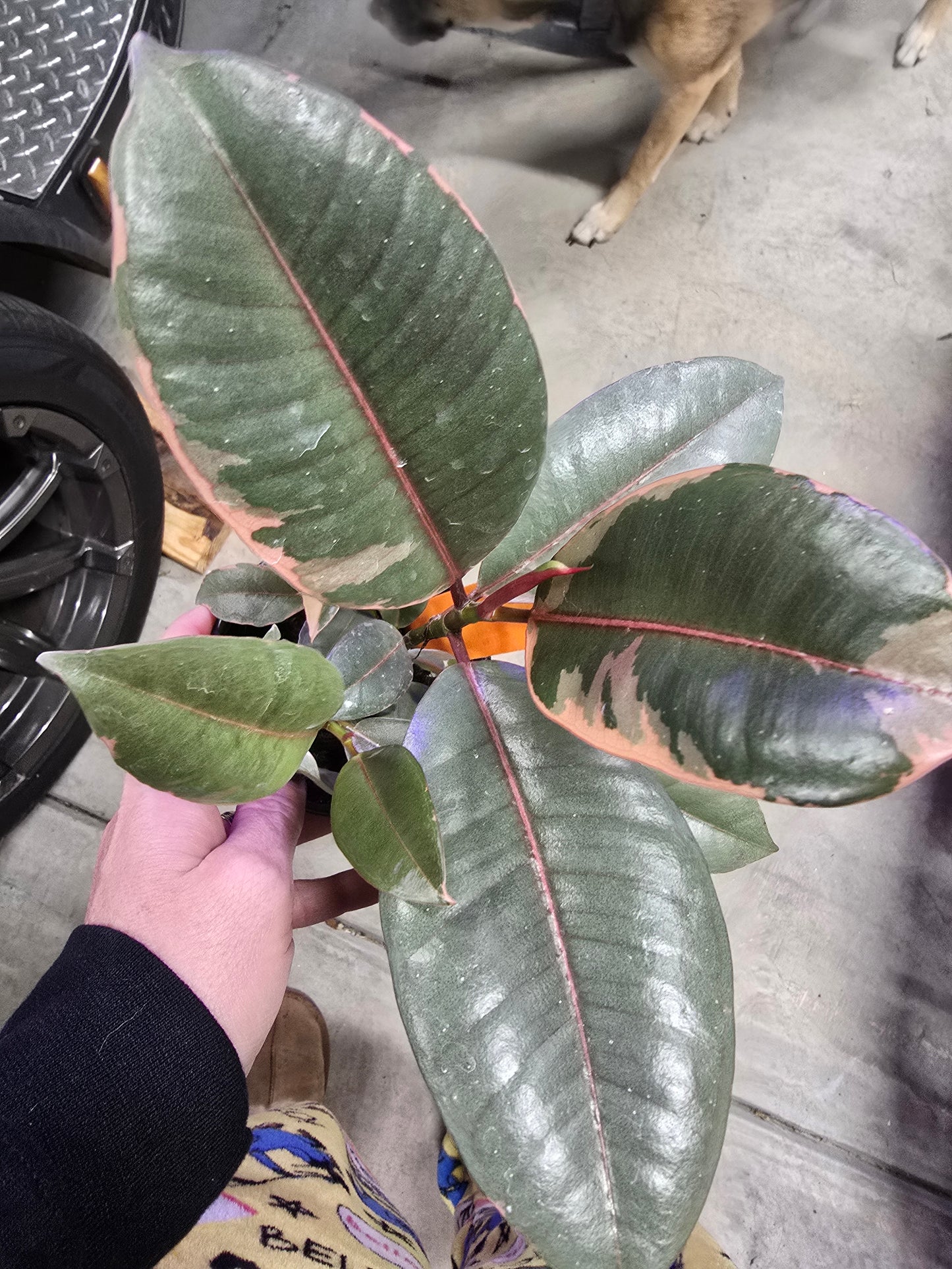 4" Ficus Rubber Ruby - Not Pet Friendly - Pick Your Plant Option - Live Indoor Plant