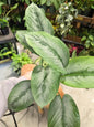 4" Schismatoglottis sp Silver Borneo - Not Pet Friendly - Pick Your Plant Option - Live Indoor Plant