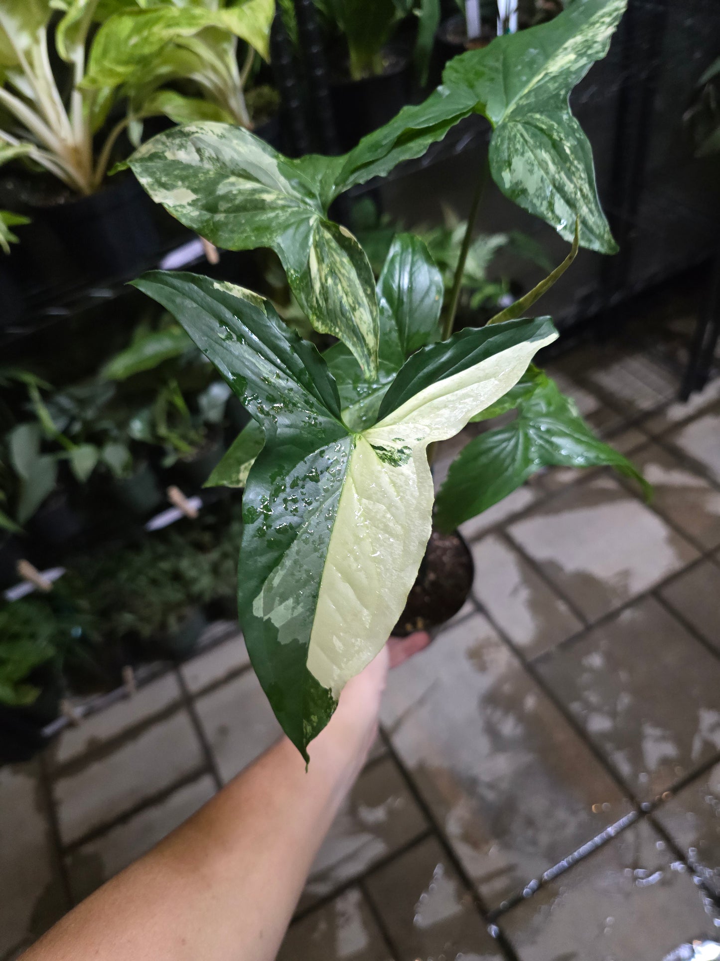 4" Syngonium Podophyllum Albo - Not Pet Friendly - Exact Plant  - Live Indoor Plant