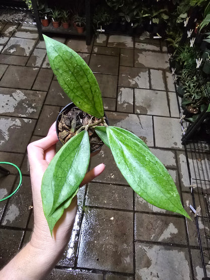 3" Hoya Jennifer (incrassata x finlaysonii) - Pet Friendly - Pick Your Plant Option - Live Indoor Plant