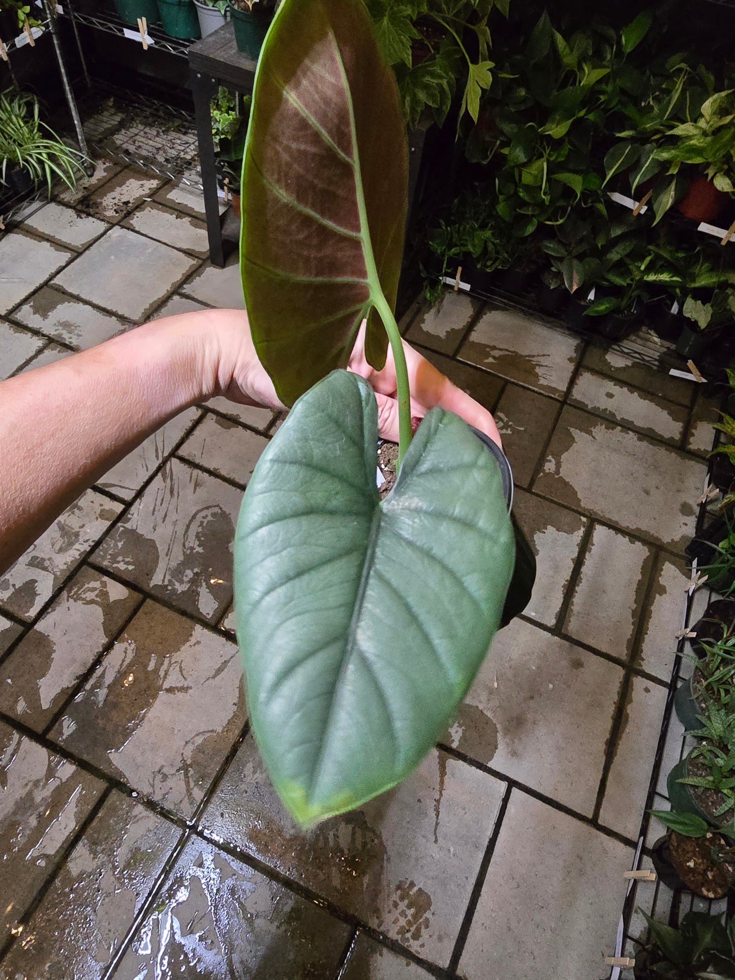 4" Alocasia Reginae - Not Pet Friendly - Exact Plant - Live Indoor Plant