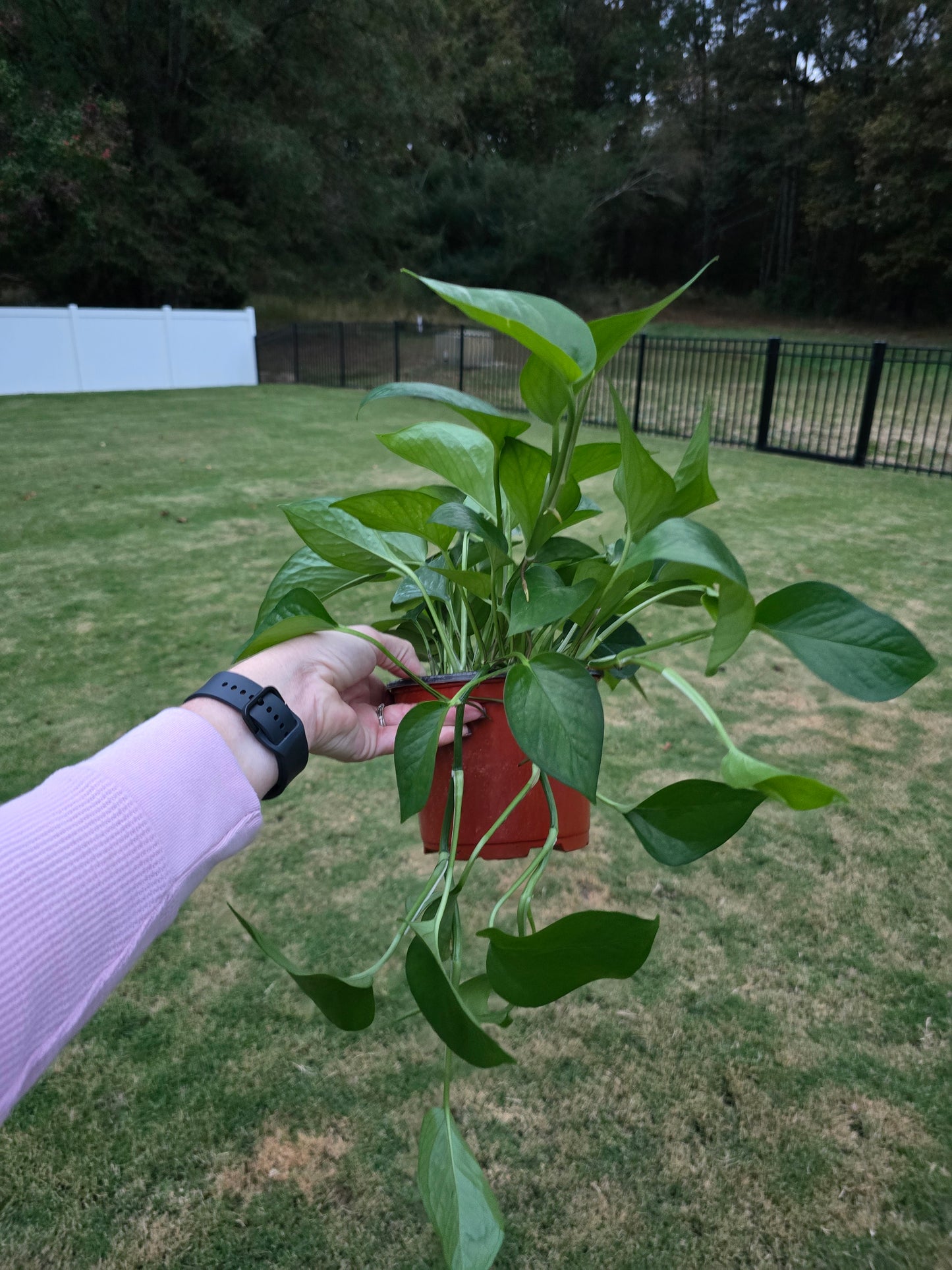 6" Pothos Jade - Epipremnum - Not Pet Friendly - Pick Your Plant Option - Live Indoor Plant