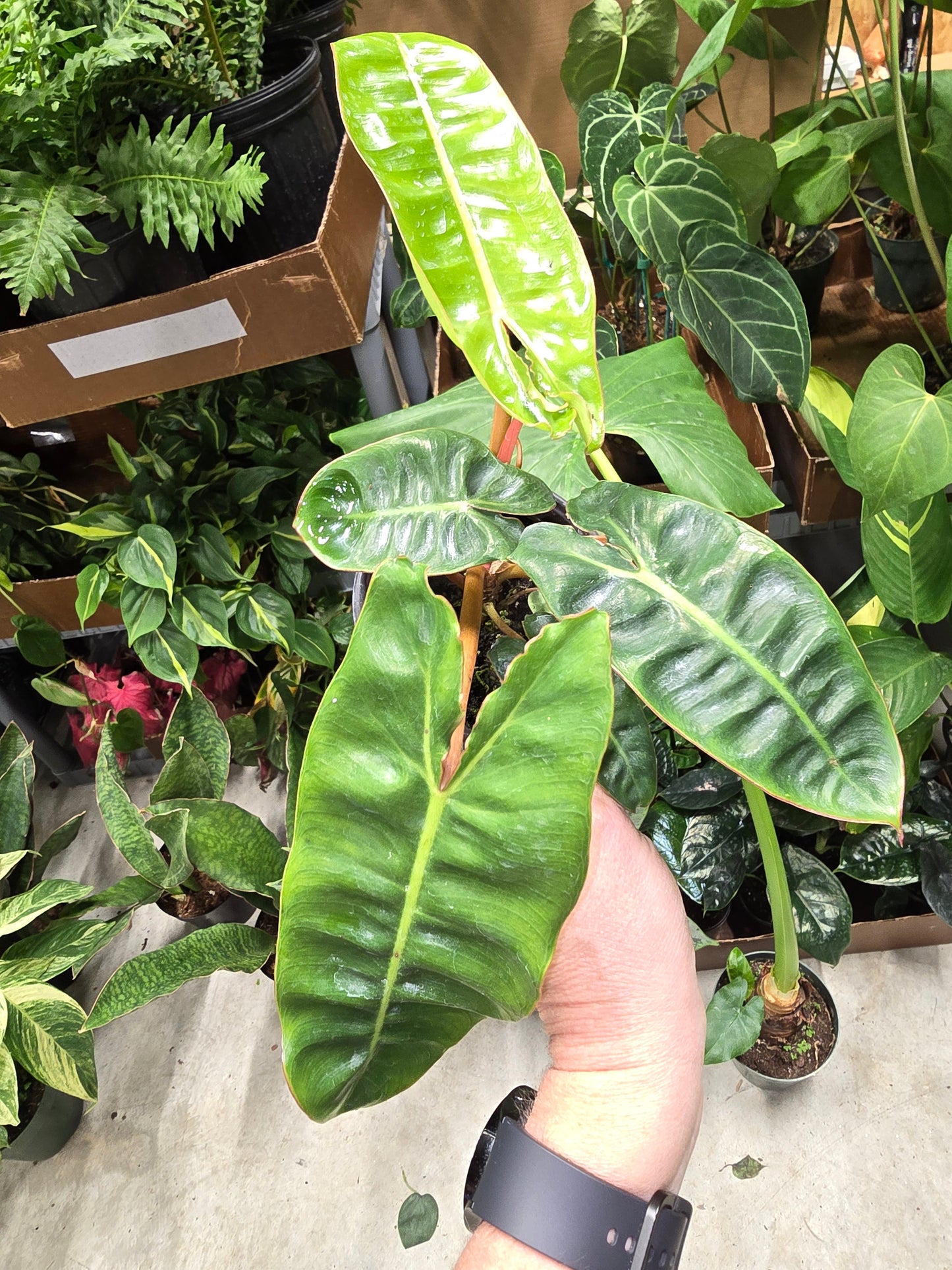 Philodendron Billietiae 4" - Not Pet Friendly - Pick Your Plant Option - Live Indoor Plant