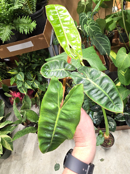 Philodendron Billietiae 4" - Not Pet Friendly - Pick Your Plant Option - Live Indoor Plant
