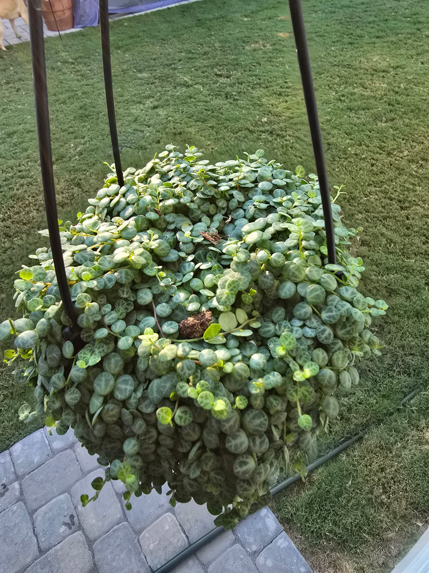 6" String of Turtles Hanging Basket - Peperomia Prostrata - Pet Friendly - Pick Your Plant Option - Live Indoor Plant