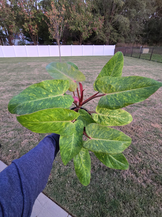 6" Philodendron Painted Lady - Not Pet Friendly - Pick Your Plant Option - Live Indoor Plant