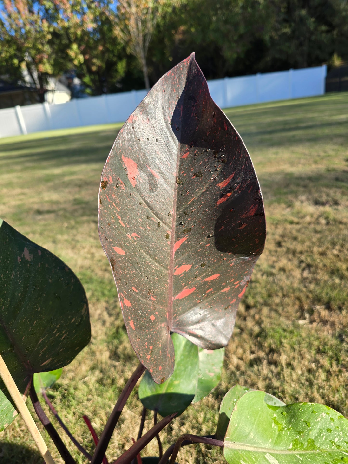 6" Philodendron Orange Princess - Not Pet Friendly - Pick Your Plant Option - Live Indoor Plant