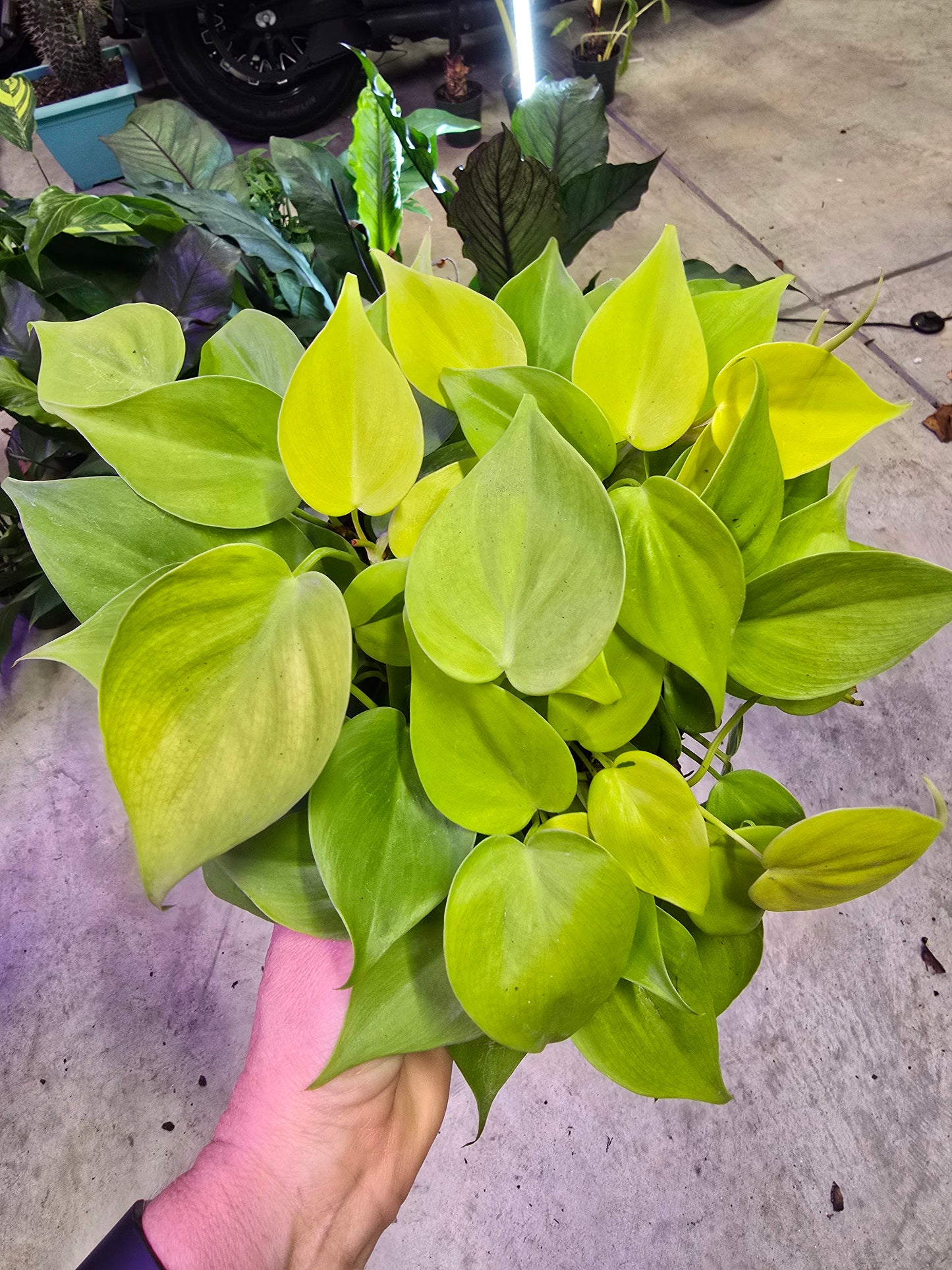 6" Philodendron Neon - Not Pet Friendly - Pick Your Plant Option - Live Indoor Plant