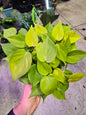 6" Philodendron Neon - Not Pet Friendly - Pick Your Plant Option - Live Indoor Plant