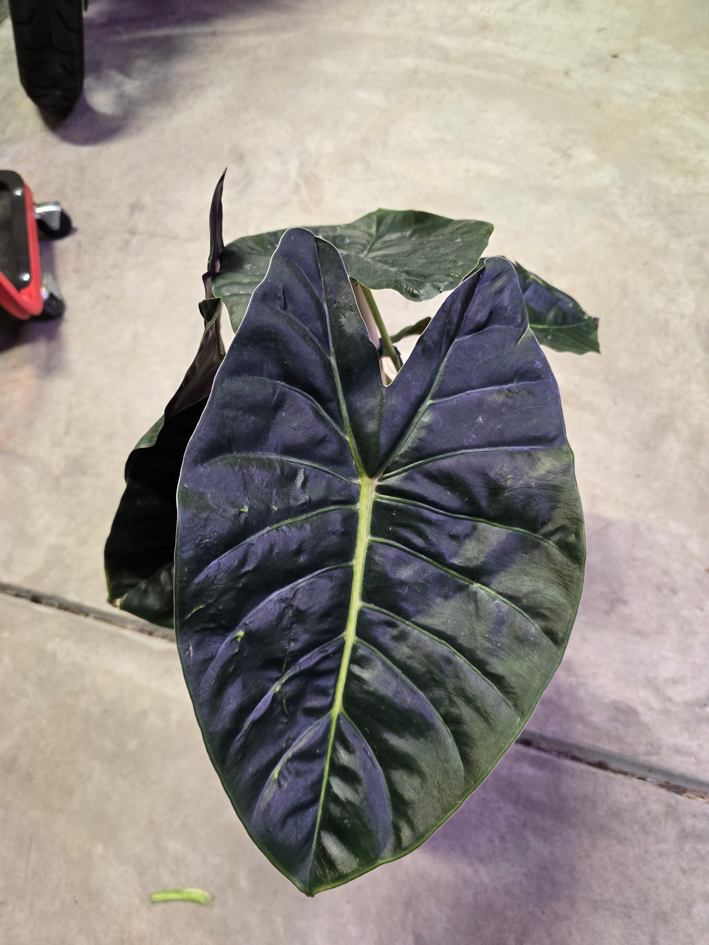 6" Alocasia Golden Bone - Not Pet Friendly - Pick Your Plant Option - Live Indoor Plant