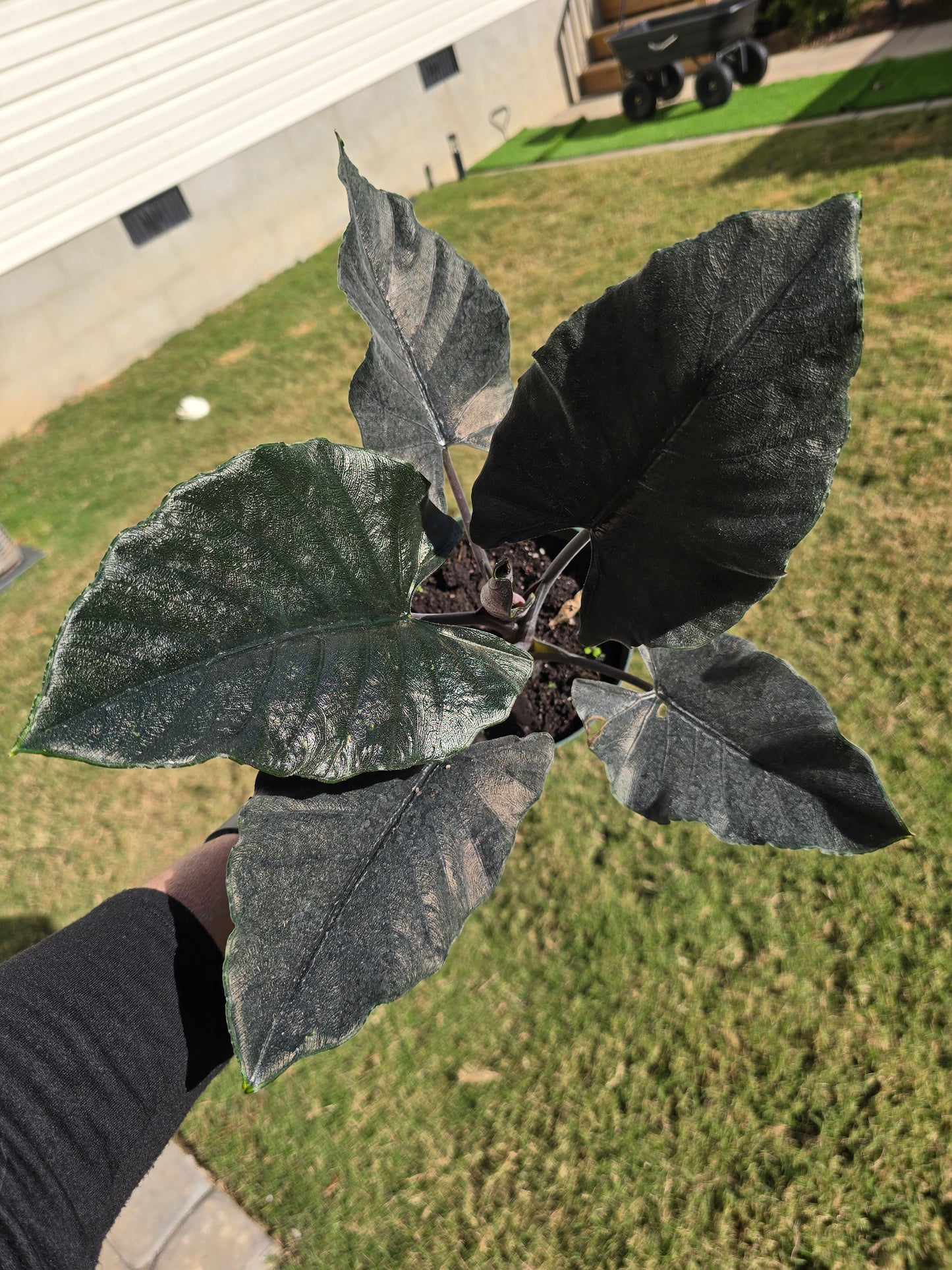 6" Alocasia Antoro Velvet - Not Pet Friendly - Pick Your Plant Option - Live Indoor Plant