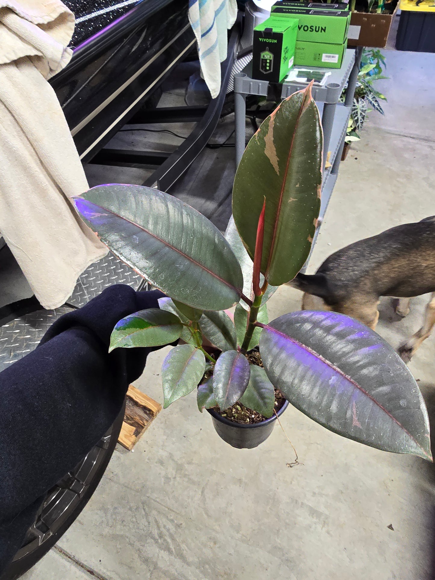 4" Ficus Rubber Ruby - Not Pet Friendly - Pick Your Plant Option - Live Indoor Plant