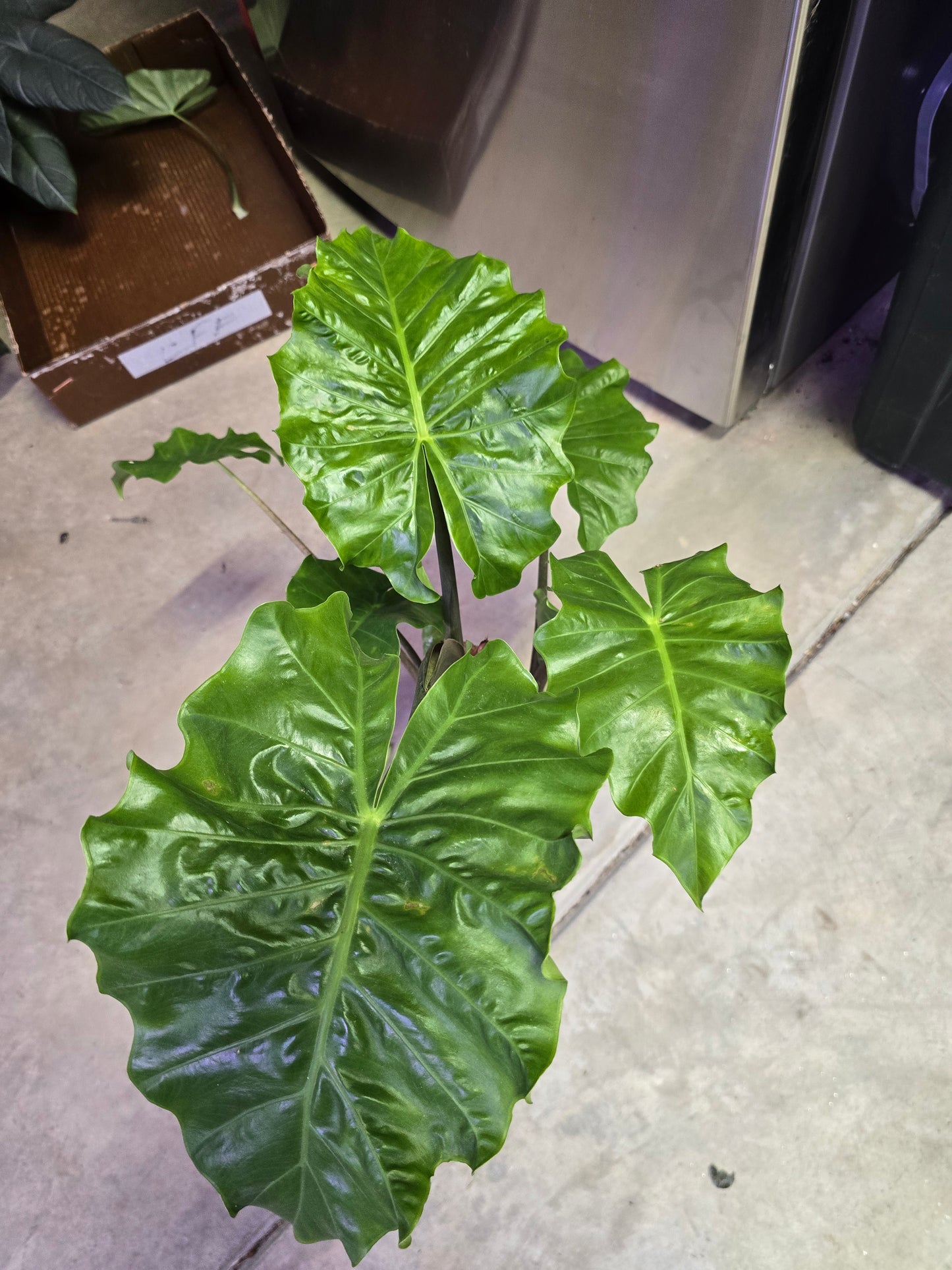 6" Alocasia Low Rider - Not Pet Friendly - Pick Your Plant Option - Live Indoor Plant