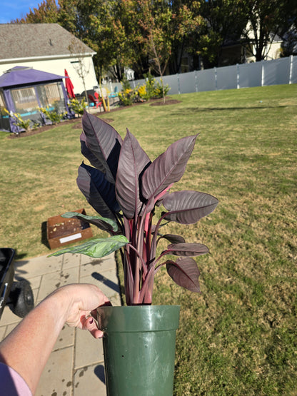 6" Red Sword (Apoballis Acuminatissima Lavaille) - Not Pet Friendly - Pick Your Plant Option - Live Indoor Plant