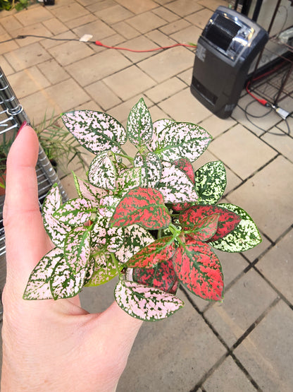 BOGO Polka Dot Mixed Colors Baby 2" - Pet Friendly - Pick Your Plant Option - Live Indoor Plant