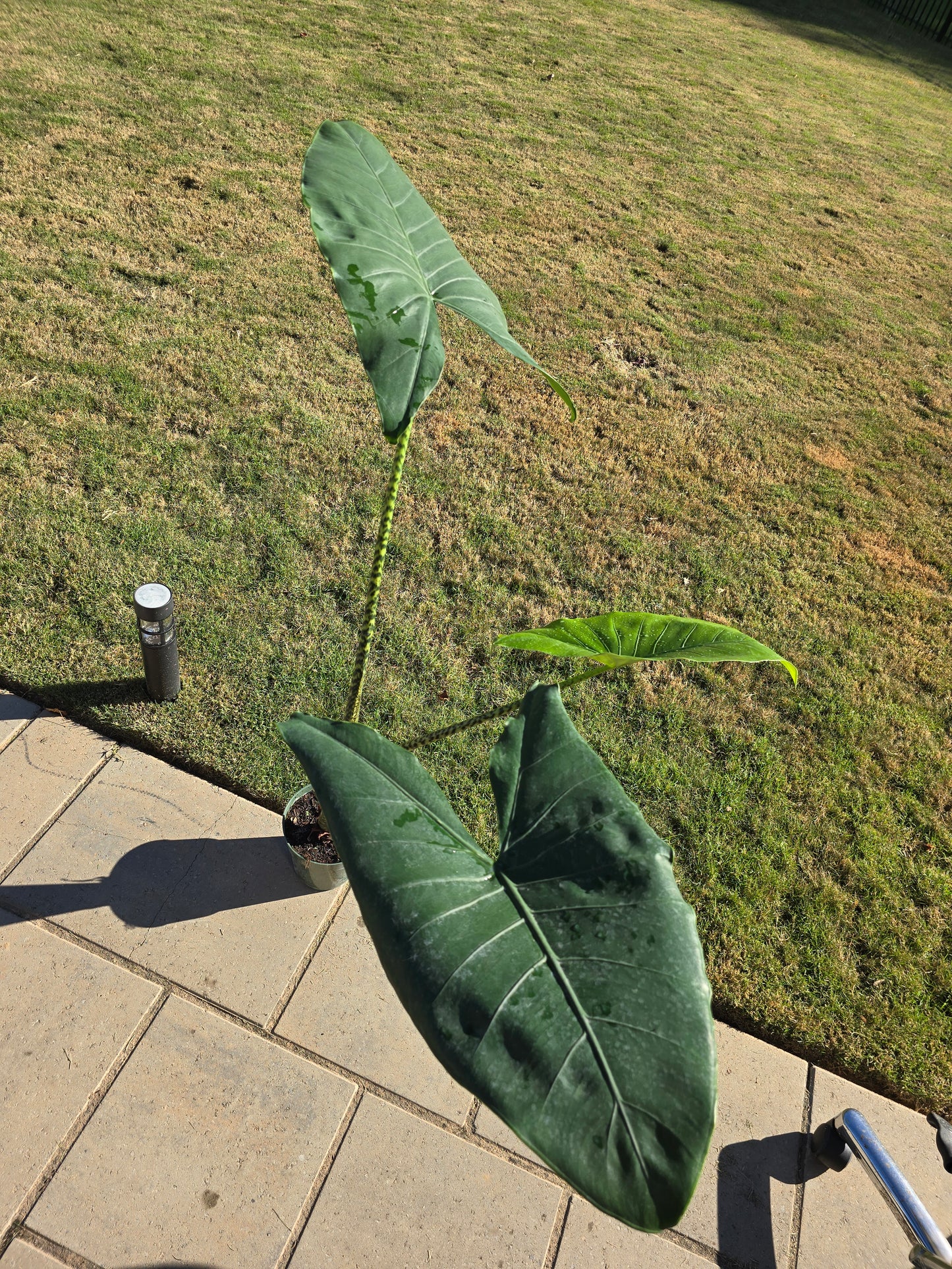 6" Alocasia Zebrina - Not Pet Friendly - Pick Your Plant Option - Live Indoor Plant