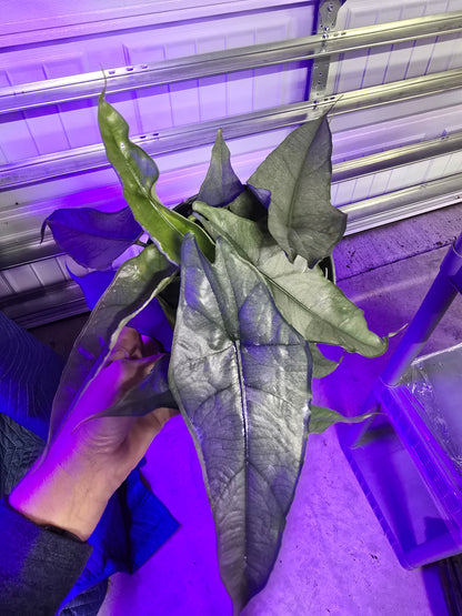 6" Alocasia Heterophylla Dragon's Breath- Not Pet Friendly - Pick Your Plant Option - Live Indoor Plant