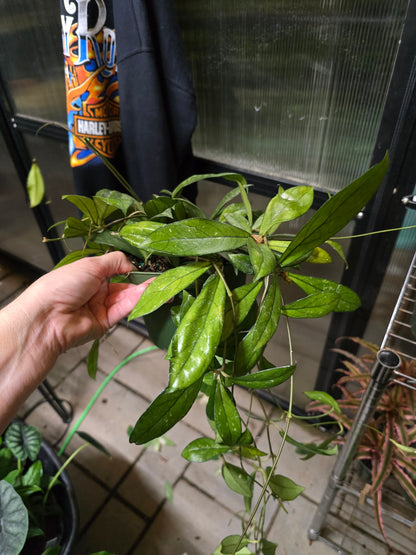 6" Hoya Crassipetiolata - Pet Friendly - Pick Your Plant Option - Live Indoor Plant