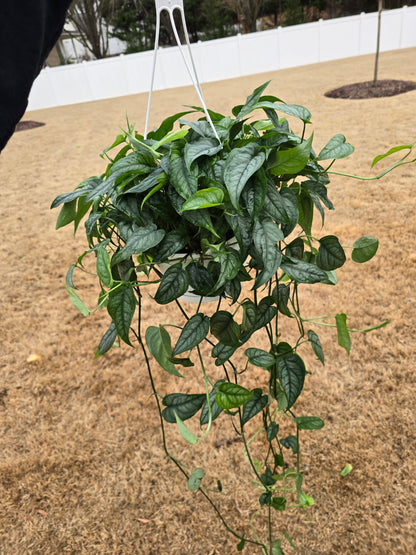 Monstera Siltepecana 8" Hanging Basket - Not Pet Friendly - Pick Your Plant Option - Live Indoor Plant