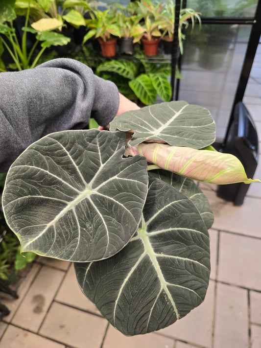 4" Alocasia Black Velvet - Not Pet Friendly - Pick Your Plant Option - Live Indoor Plant