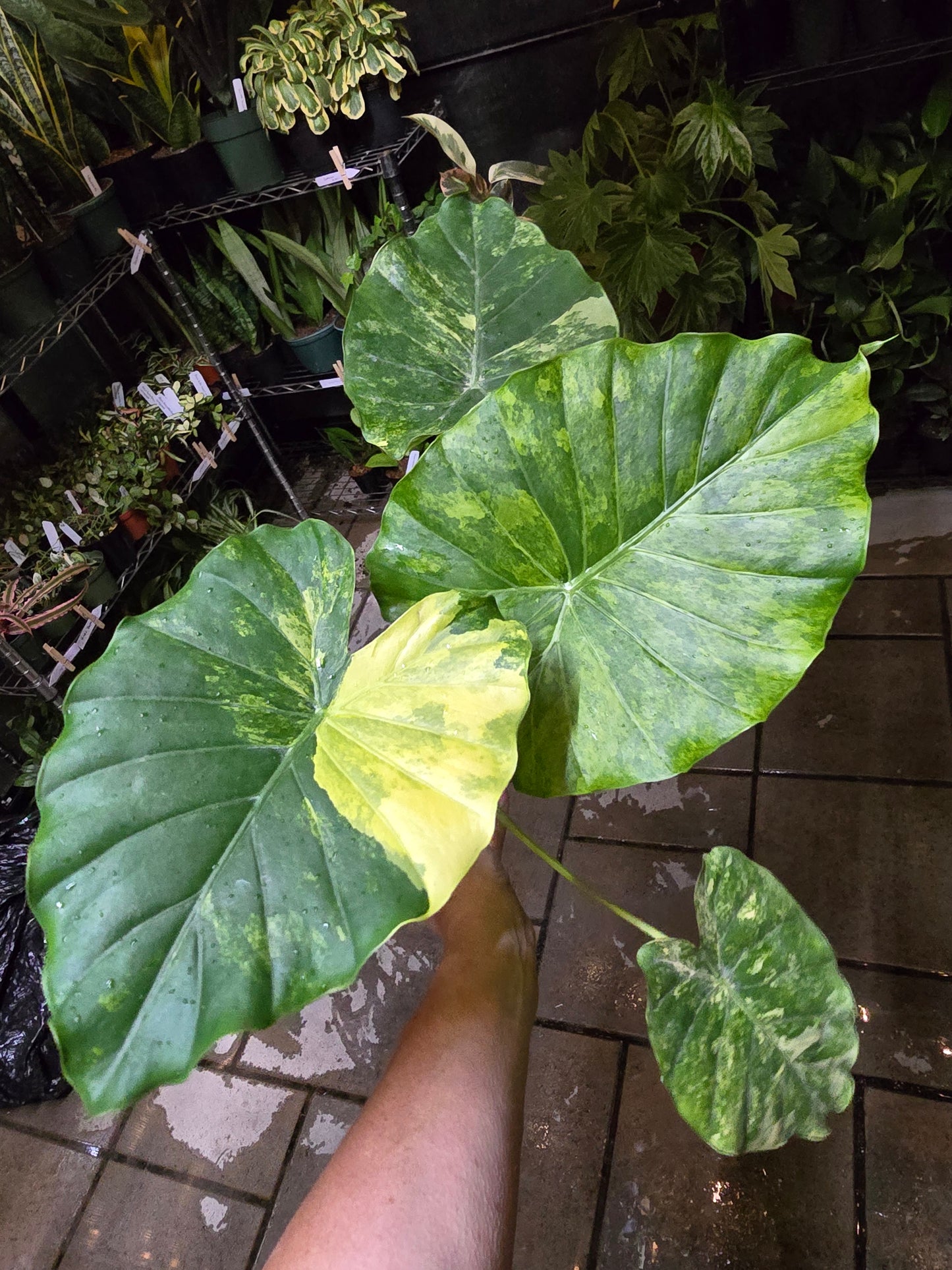 4" Alocasia Gageana 'Aurea' - Not Pet Friendly - Pick Your Plant Option - Live Indoor Plant