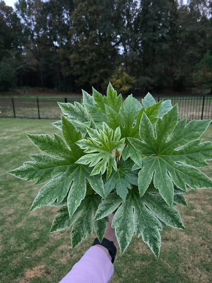 6" Fatsia Japonica Spider's Web - Pet Friendly - Pick Your Plant Option - Live Indoor Plant