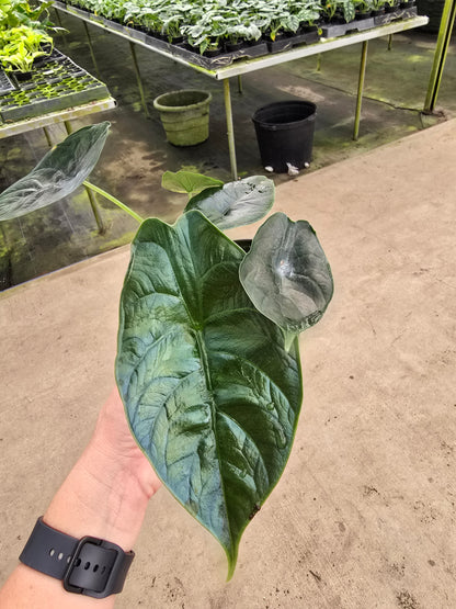 4" Alocasia Green Unicorn (Azlanii x Dragon Scale) - Not Pet Friendly - Pick Your Plant Option - Live Indoor Plant