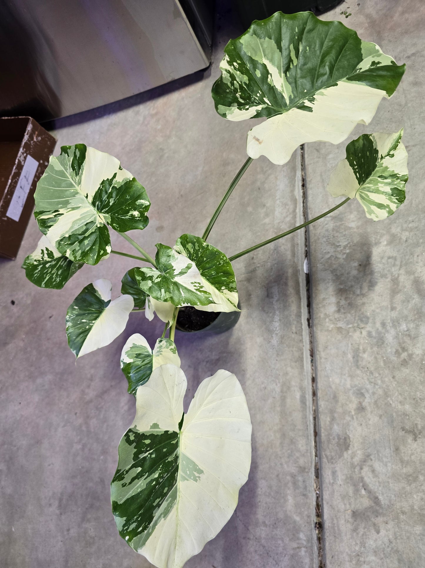 6" Alocasia Gageana Variegated Albo - Not Pet Friendly - Pick Your Plant Option - Live Indoor Plant