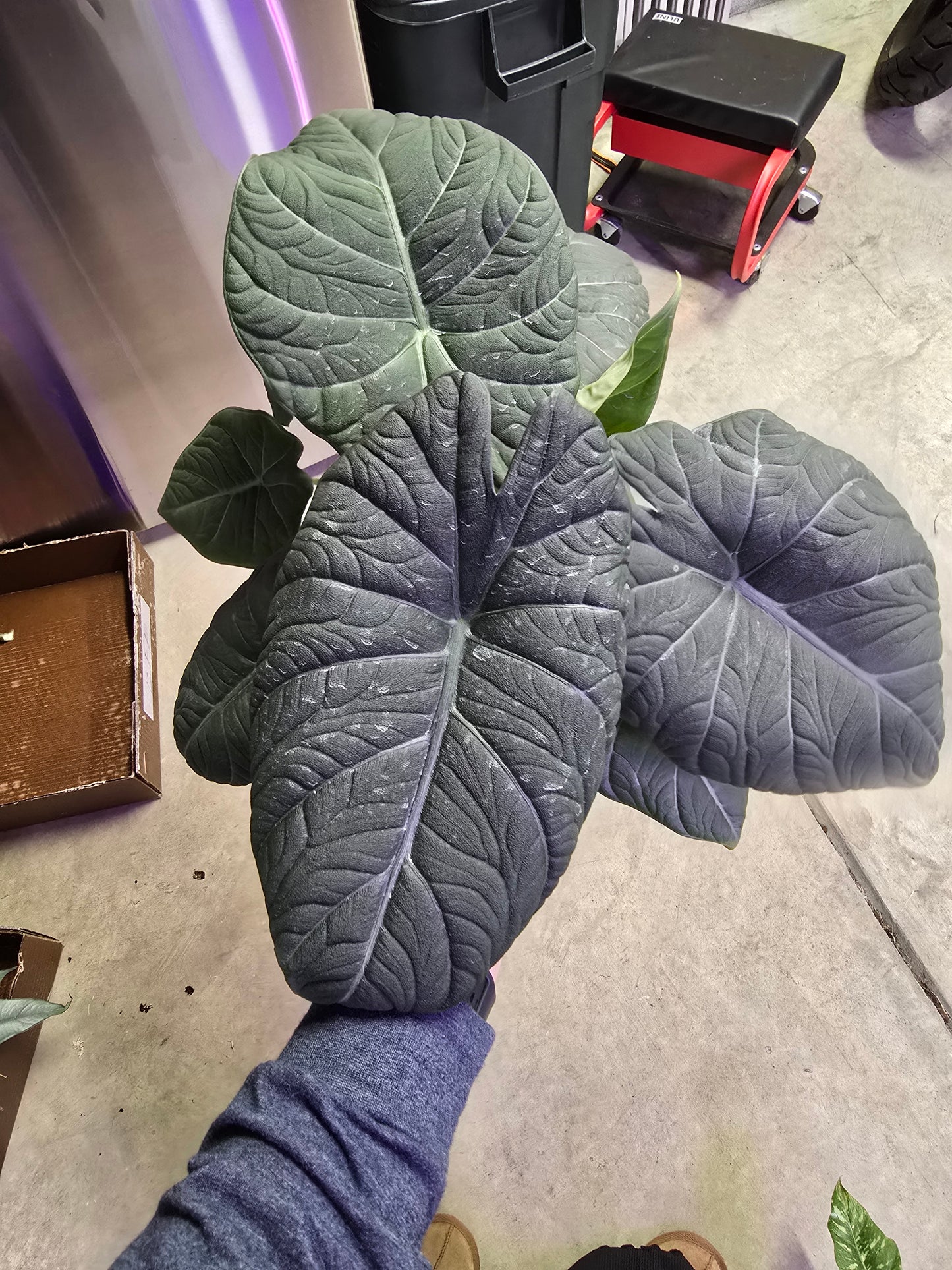 6" Alocasia Maharani - Not Pet Friendly - Pick Your Plant Option - Live Indoor Plant