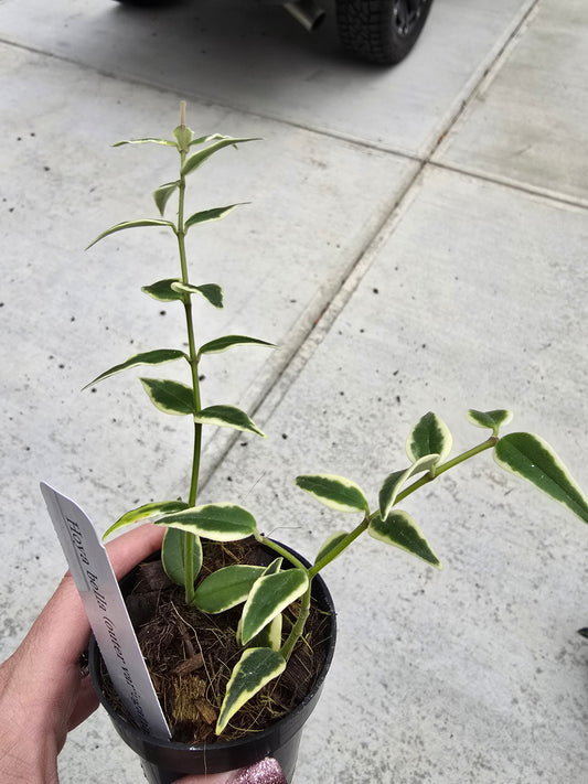 3" Hoya Bella Outer Variegation - Pet Friendly - Pick Your Plant Option - Live Indoor Plant