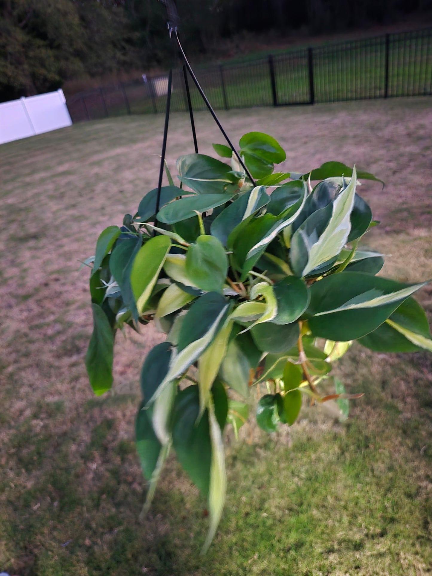 8" Philodendron Silver Stripe Hanging Basket - Not Pet Friendly - Pick Your Plant Option - Indoor Plant