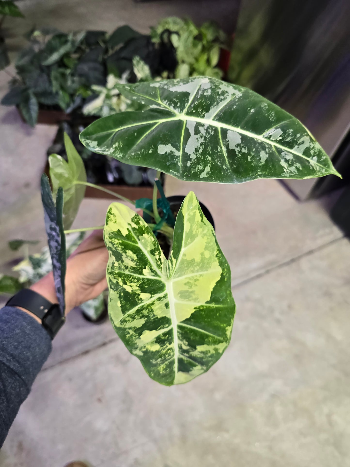 4" Alocasia Frydek Variegated - Not Pet Friendly - Pick Your Plant Option - Live Indoor Plant