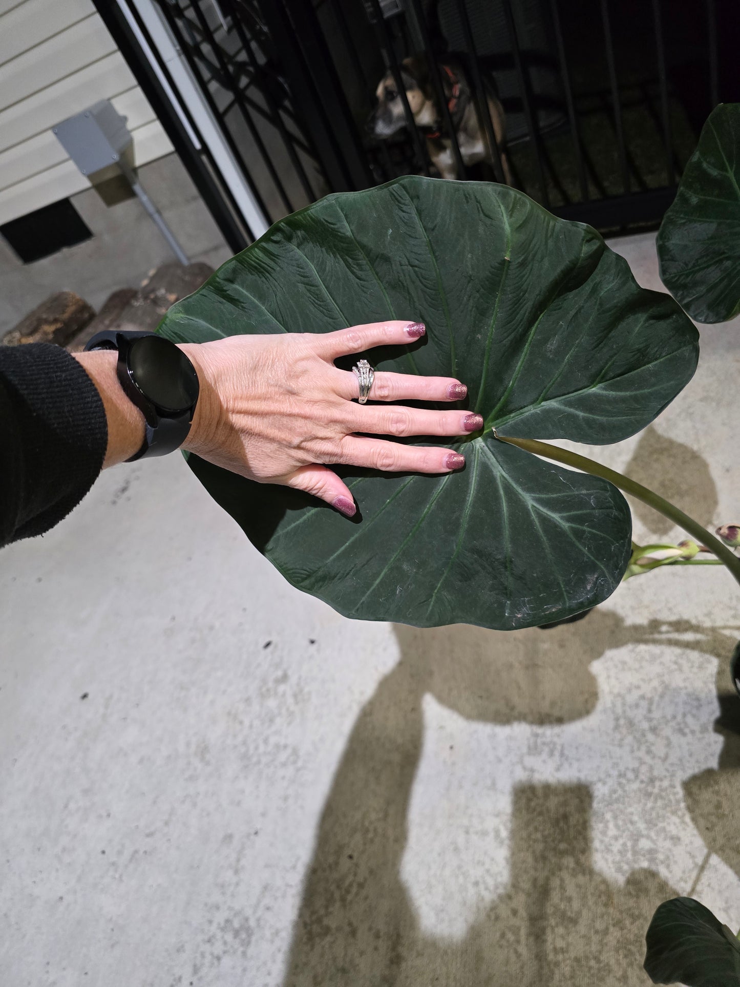 6" Alocasia Regal Shield XL - Not Pet Friendly - Pick Your Plant Option - Live Indoor Plant