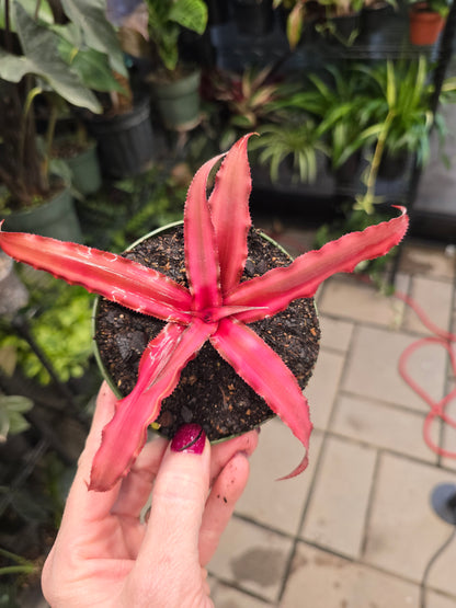 Bromeliad Cryptanthus Bivittatus 4" - Pet Friendly - Pick Your Plant Option - Live Indoor Plant