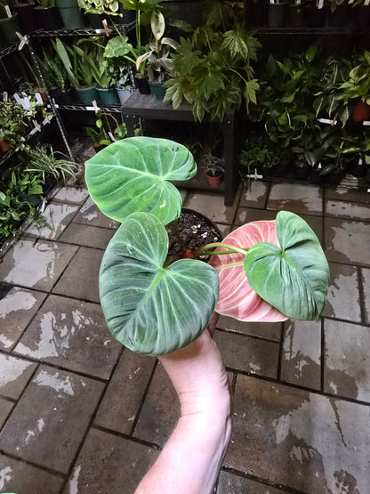 4" Philodendron El Choco Red - Not Pet Friendly - Pick Your Plant Option - Live Indoor Plant