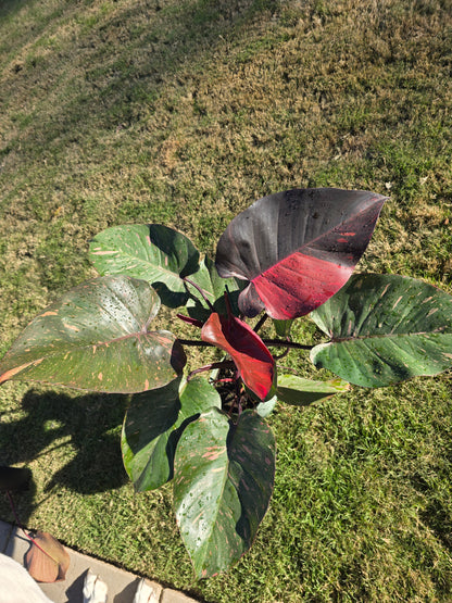 6" Philodendron Orange Princess - Not Pet Friendly - Pick Your Plant Option - Live Indoor Plant